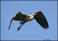 _1SB6108 great-blue heron